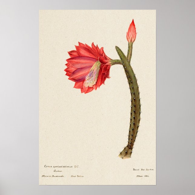 Affiche Art botanique de Cactus à fleurs rouges (Devant)