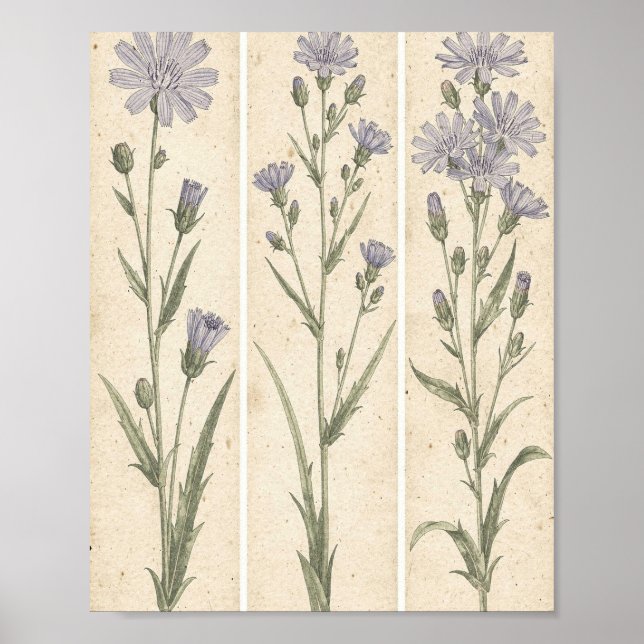 Affiche Art botanique de chicorée fleur (Devant)