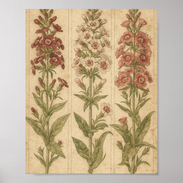 Affiche Art botanique de la fleur de William douce (Devant)