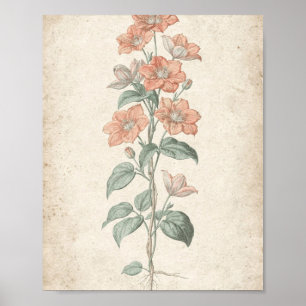 Affiche Art botanique de la vigne de clématite corail