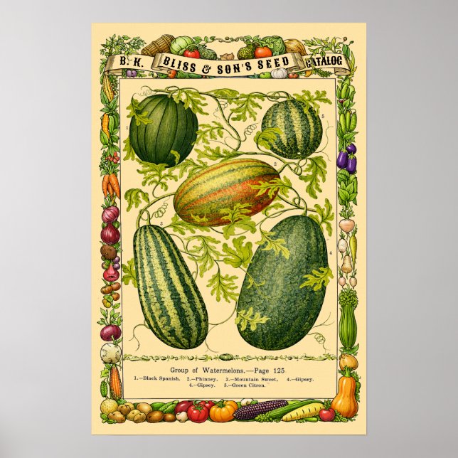Affiche Art botanique de l'ère victorienne rétro de pastèq (Devant)
