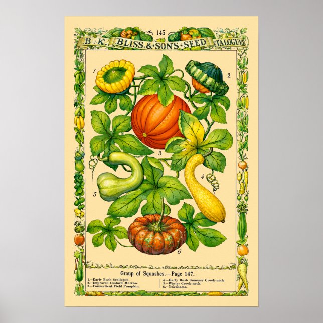 Affiche Art Botanique de l'Ère Victorienne Rétro sur les C (Devant)