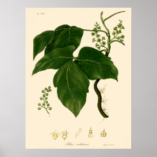 Affiche Art botanique de l'ère victorienne vintage de la v