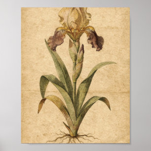 Affiche Art botanique de l'iris doré et pourpre