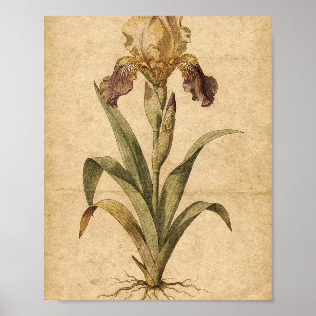 Affiche Art botanique de l'iris doré et pourpre (Devant)