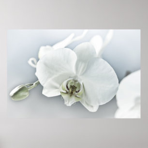 Affiche Art botanique de l'orchidée blanche élégante