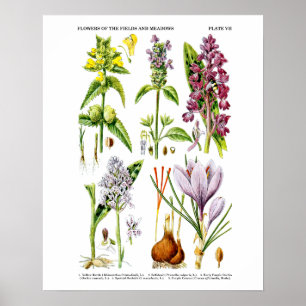 Affiche Art botanique d'impression No. d'art de fleur