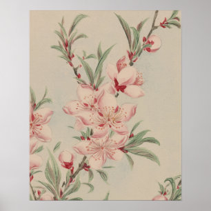 AFFICHE ART BOTANIQUE FLEUR DE CERISIER VINTAGE