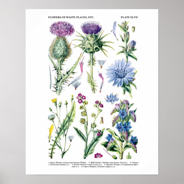 Affiche Art botanique Fleur sauvage anglais no 11 (Devant)
