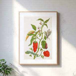 Affiche Art botanique floral de fruit de chili rouge vinta
