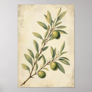 Affiche Art botanique mural de l'olive de campagne françai