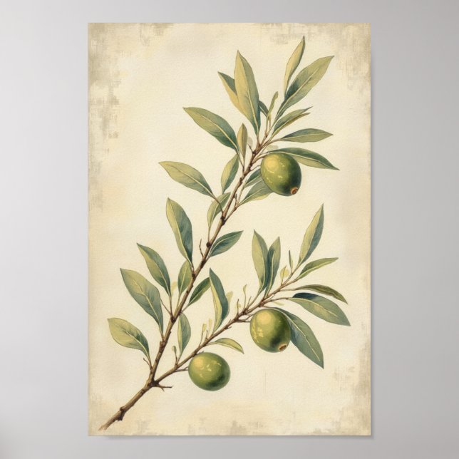 Affiche Art botanique mural de l'olive de campagne françai (Devant)