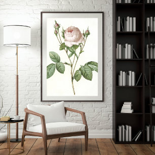 Affiche Art Botanique Rose Blanc Charming Imprimer