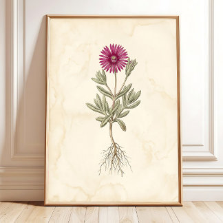 Affiche Art botanique sur toile de Delosperma bohème