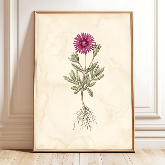 Affiche Art botanique sur toile de Delosperma bohème (Créateur téléchargé)