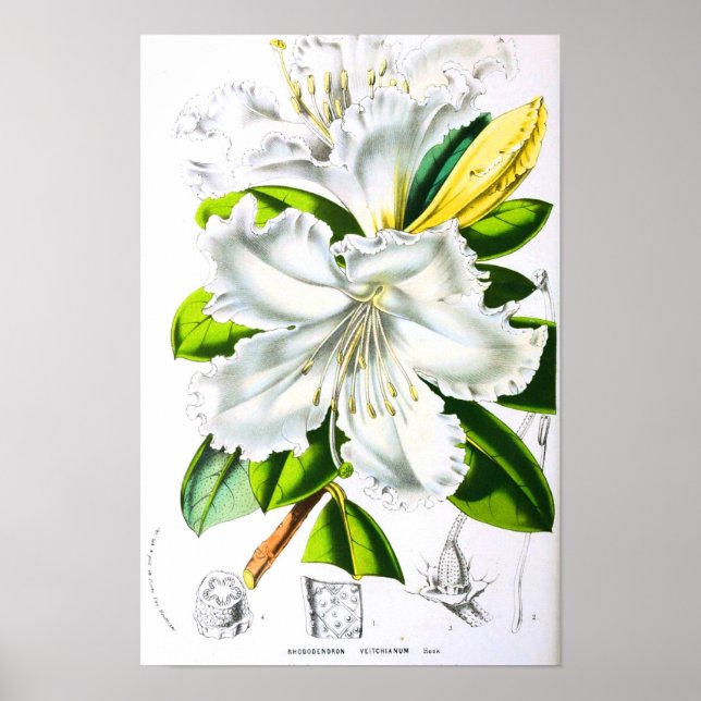 Affiche Art botanique vintage (Devant)