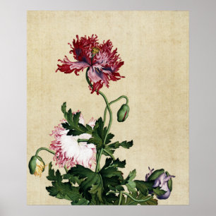 Affiche Art botanique vintage du coquelicot rouge chinois