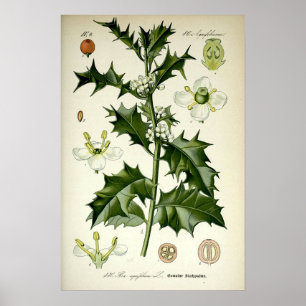 Affiche Art botanique vintage du houx
