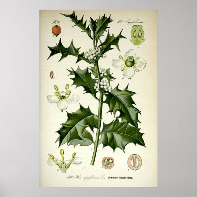 Affiche Art botanique vintage du houx (Devant)