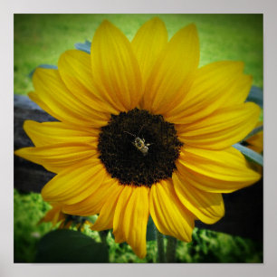 Affiche Art d'affiche de tournesol et d'abeille