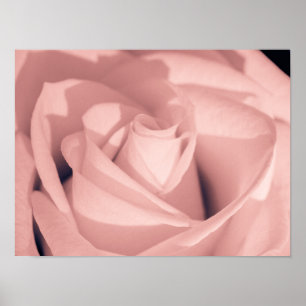 Affiche Art d'archive de fleurs de rose rose romantique