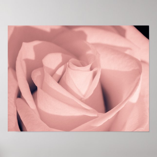 Affiche Art d'archive de fleurs de rose rose romantique (Devant)