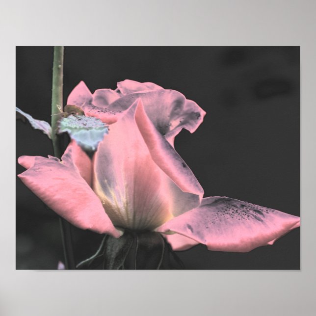 Affiche Art de fleur abstraite Rosebud rose rose électriqu (Devant)
