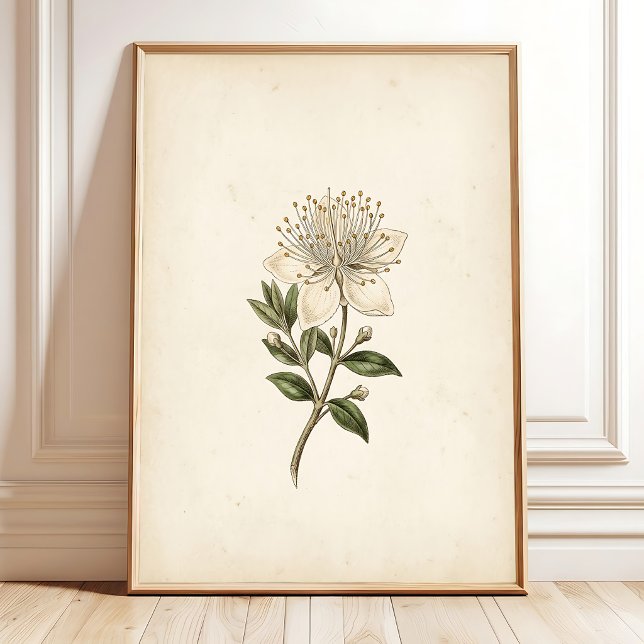 Affiche Art de fleur de myrte botanique vintage (Créateur téléchargé)