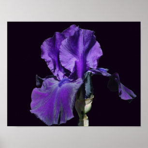 Affiche Art de fleur d'iris barbu violet velouté