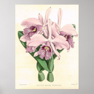 Affiche Art de fleur d'orchidée Cattleya Maxima vintage