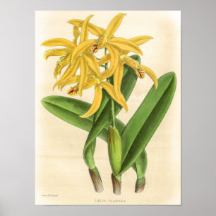Affiche Art de fleur d'orchidée Laelia Flammea vintage