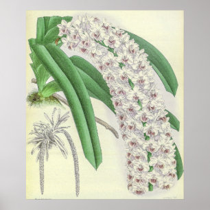 Affiche Art de fleur d'orchidée Saccolabium Blumei vintage