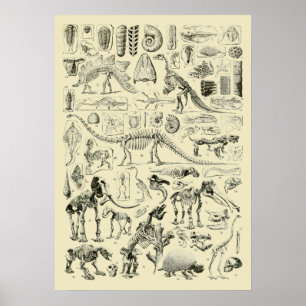Affiche Art de fossiles d'os de dinosaures vintage