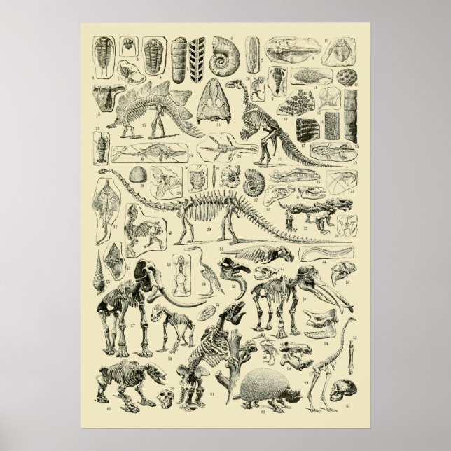 Affiche Art de fossiles d'os de dinosaures vintage (Devant)
