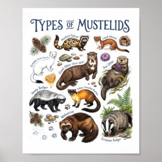 Affiche Art de la faune forestière aquarelle de mustélidés