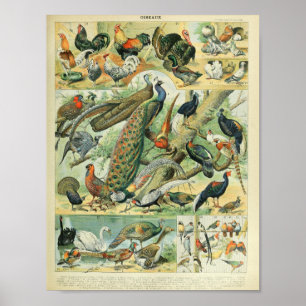 Affiche Art de la faune vintage Paon & Faisan