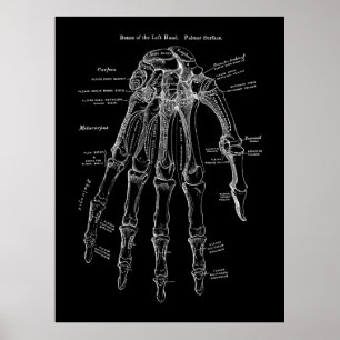 Affiche Art de l'anatomie des os humains