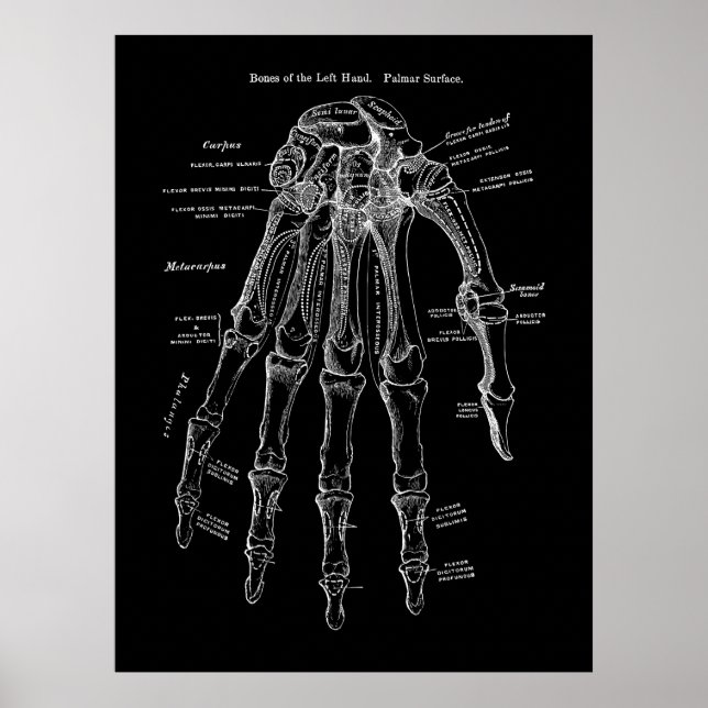 Affiche Art de l'anatomie des os humains (Devant)