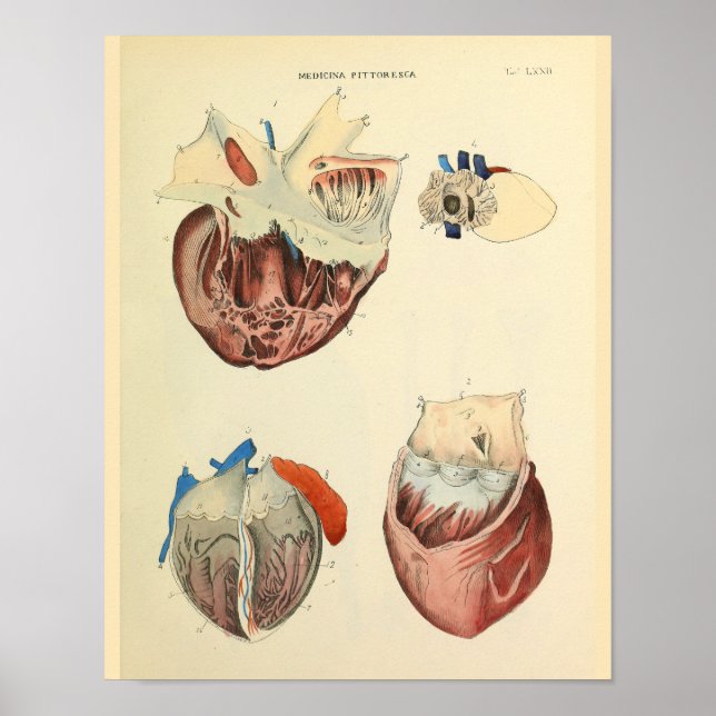 Affiche Art de l'anatomie Vintage du coeur humain (Devant)