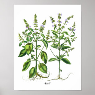 Affiche Art de mur de décor de cuisine d'herbe de Basil