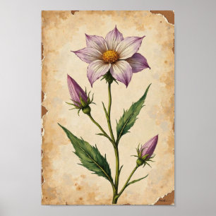 Affiche Art de plaque botanique de fleur sauvage vintage