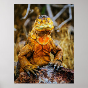 Affiche Art de reptile Iguane