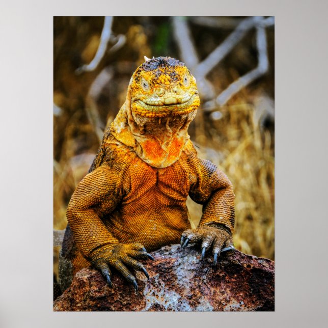 Affiche Art de reptile Iguane (Devant)