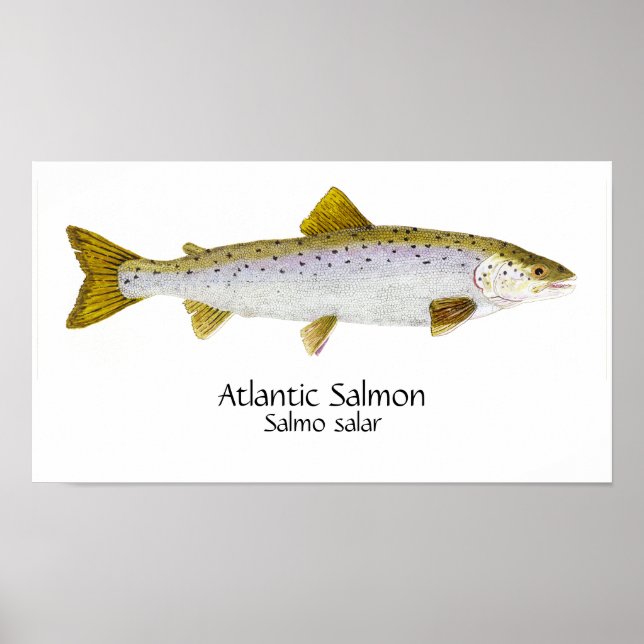 Affiche Art de saumon atlantique (Devant)