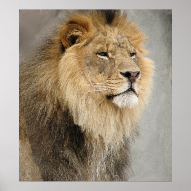 Affiche art des lions (Devant)