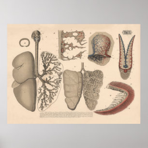 Affiche Art des organes respiratoires des mammifères de 18