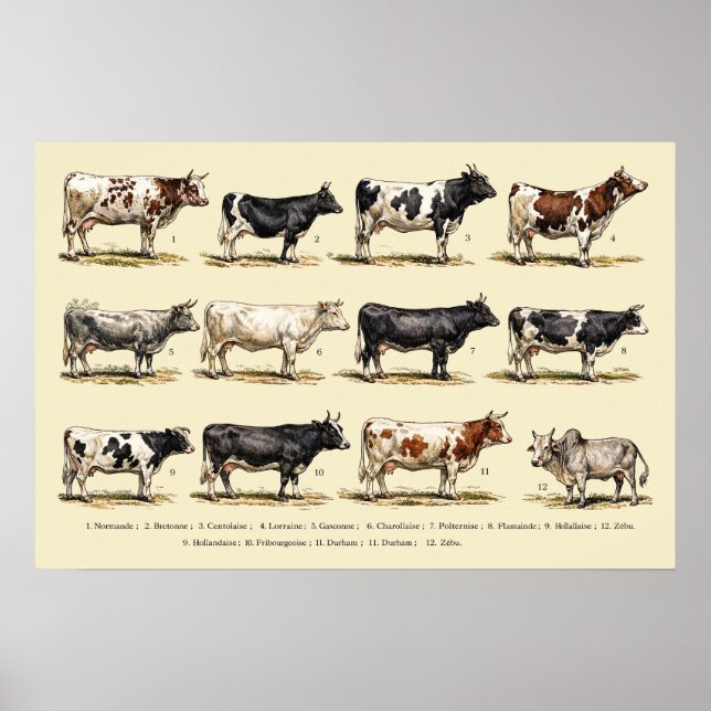 Affiche Art des races bovines rétro (Devant)