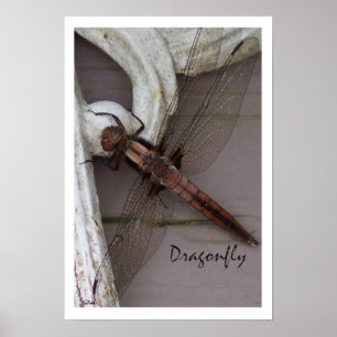 Affiche Art Dragonfly