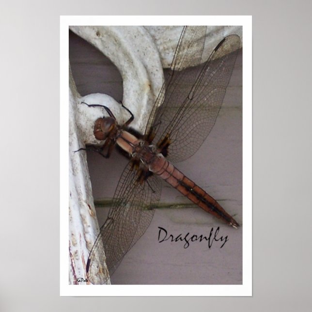 Affiche Art Dragonfly (Devant)