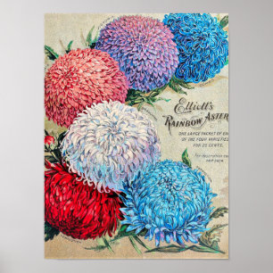 Affiche Art du catalogue des semences de fleurs Vintages R